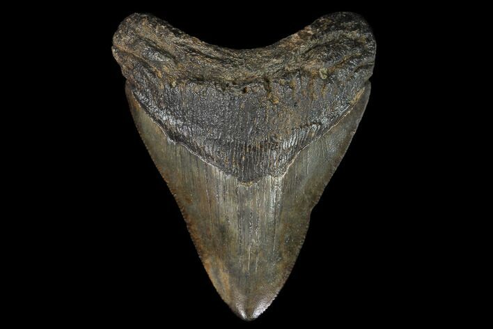 Fossil Megalodon Tooth - South Carolina #129991